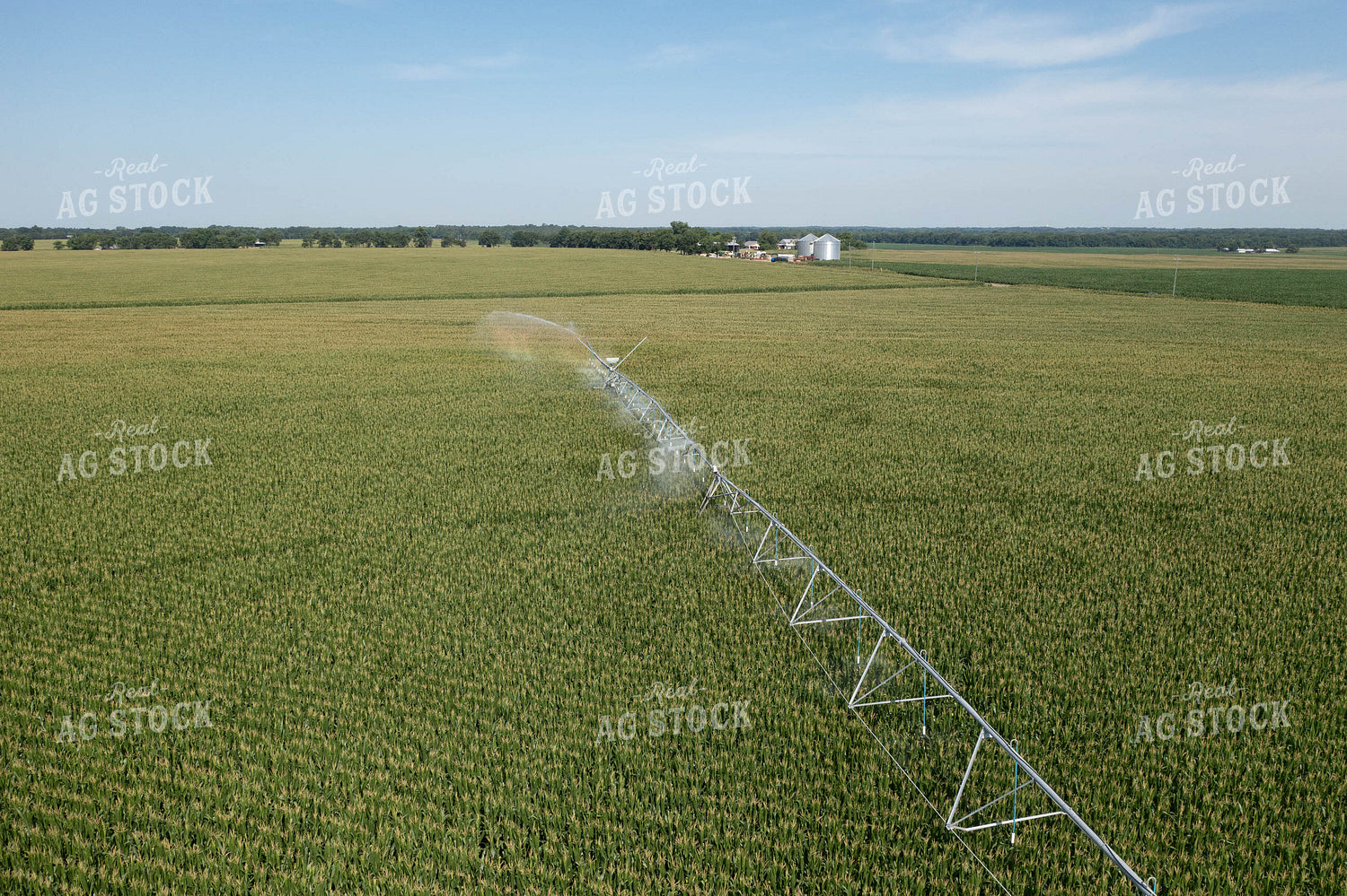 Irrigated Corn Field 79688