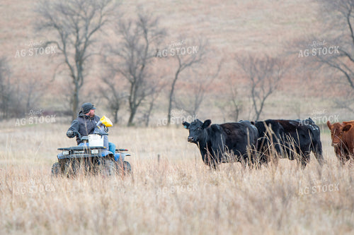 Rancher Checking Cattle with ATV 236016