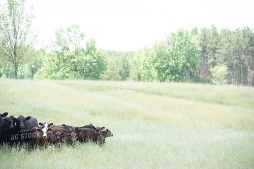 Cattle in Pasture 96007