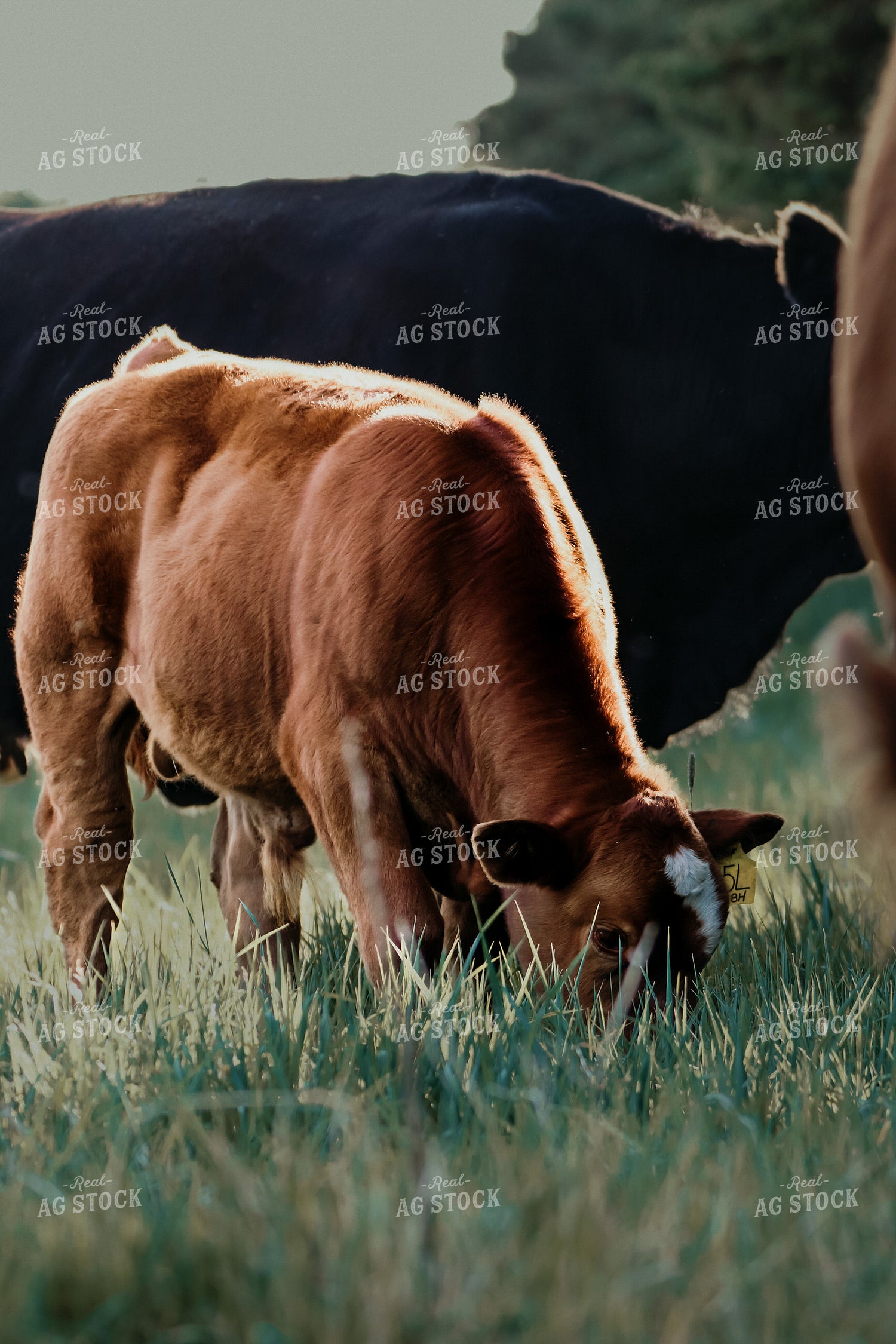 Simmental Calf Grazing 139002