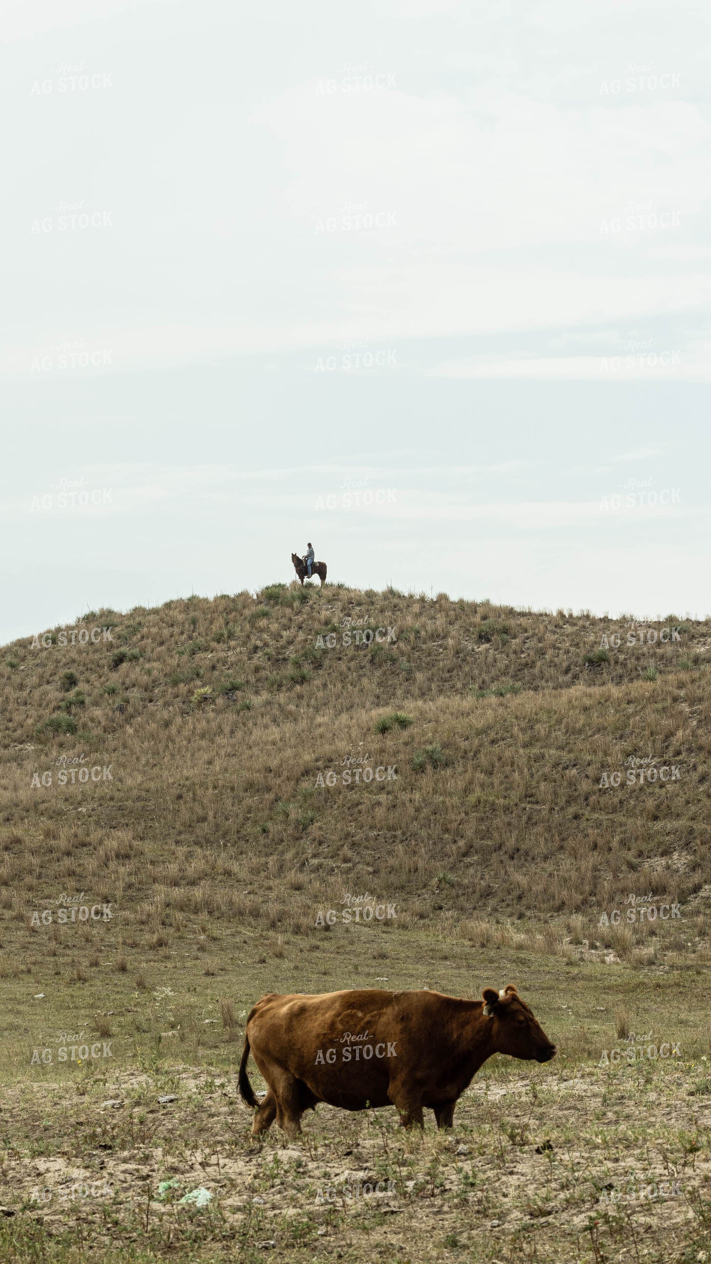 Rancher on Horse at Top of Hill 114055