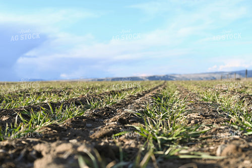 Winter Grazing Cover Crop 253029