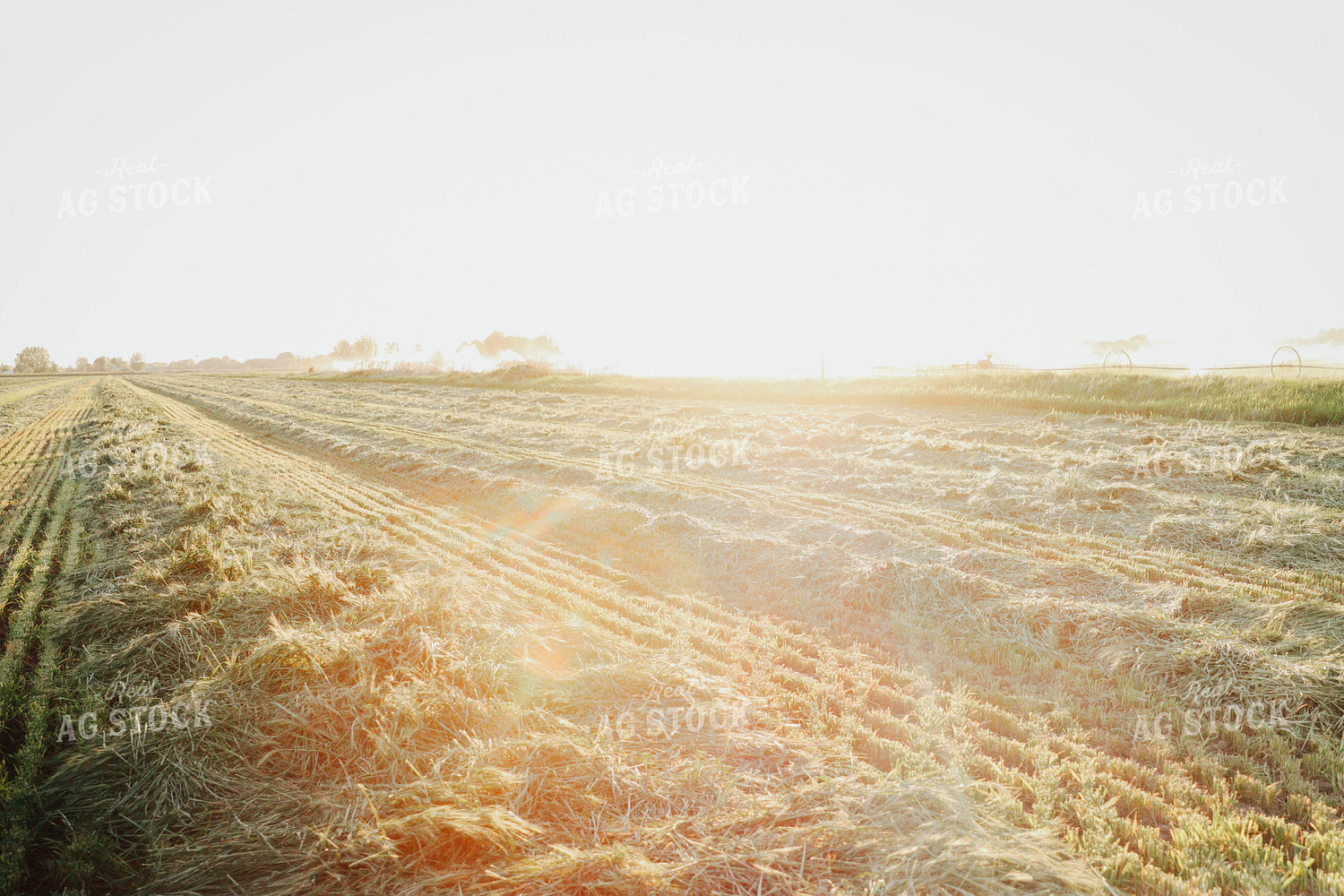 Wheat Green Chopped for Forage 83176