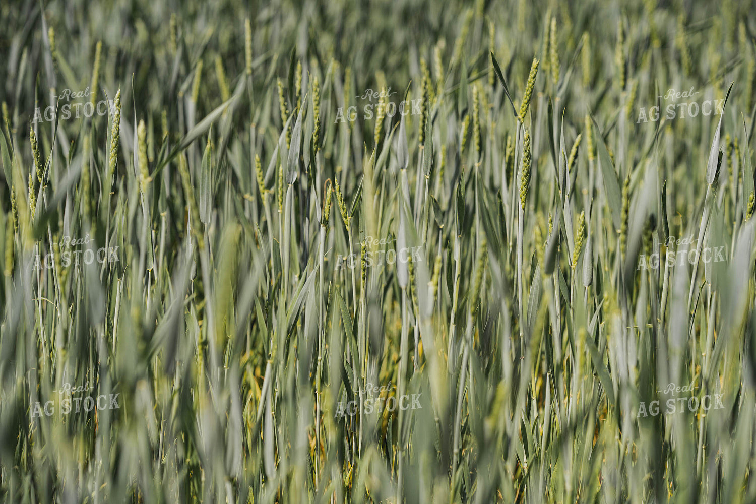 Wheat Field 91036