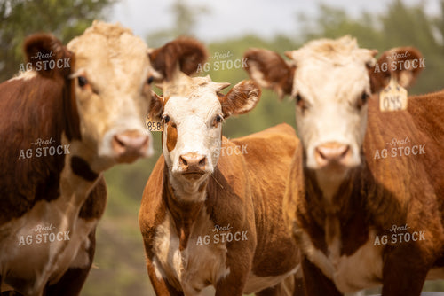 Hereford Cattle 99036