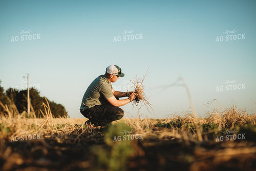 Farmer Agronomist with Soil in Soybean and Rye Cover Crop Field 5884