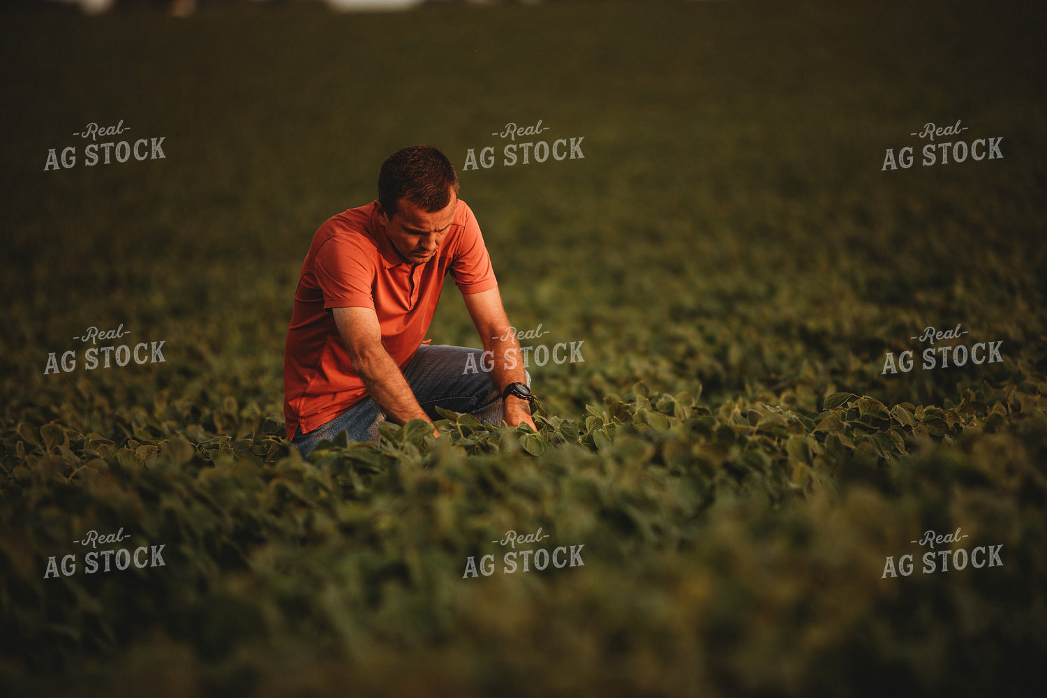 Farmer Checking Soybean Crop 4588
