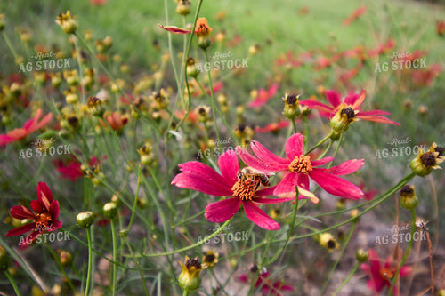 Field of Flowers 123010