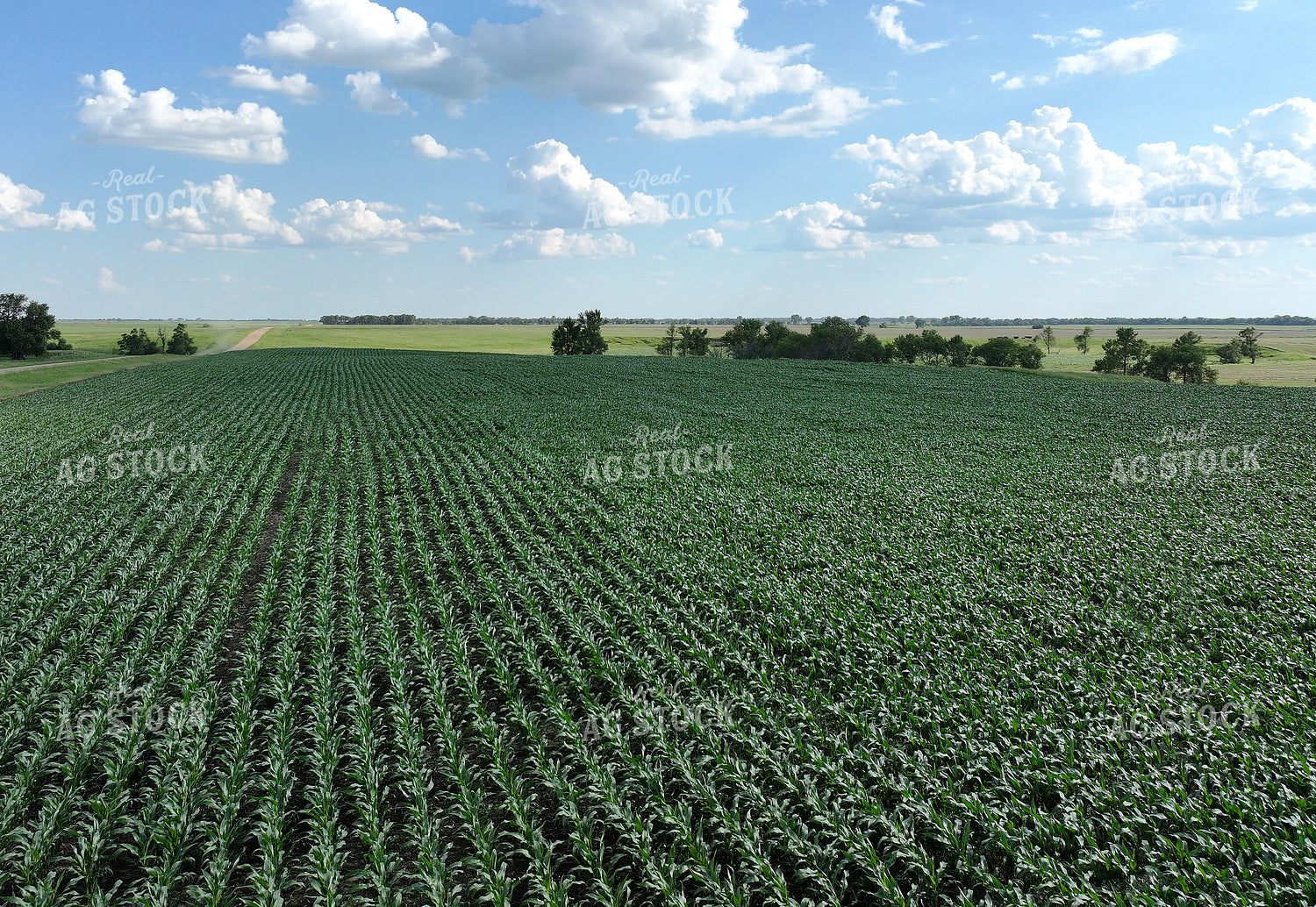 Midseason Corn Field 141318