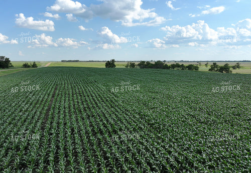 Midseason Corn Field 141318