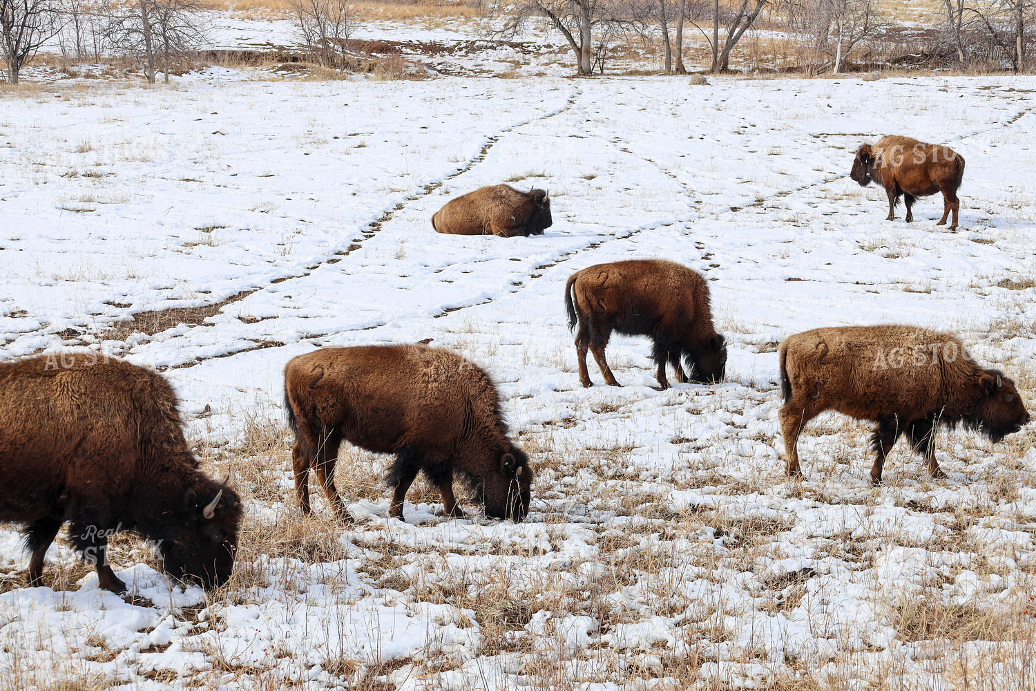 American Bison 261052