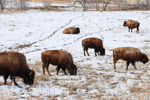 American Bison 261052