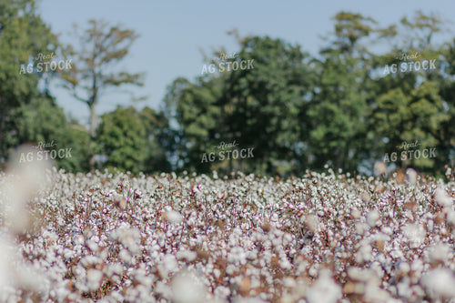 Cotton Field 291082