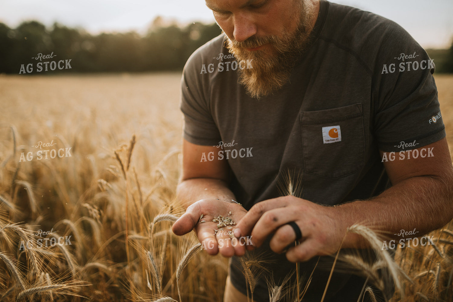 Farmer in Rye Field 5987