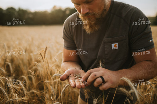Farmer in Rye Field 5987