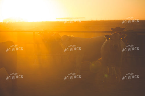 Feedyard Cattle at Sunrise 3805