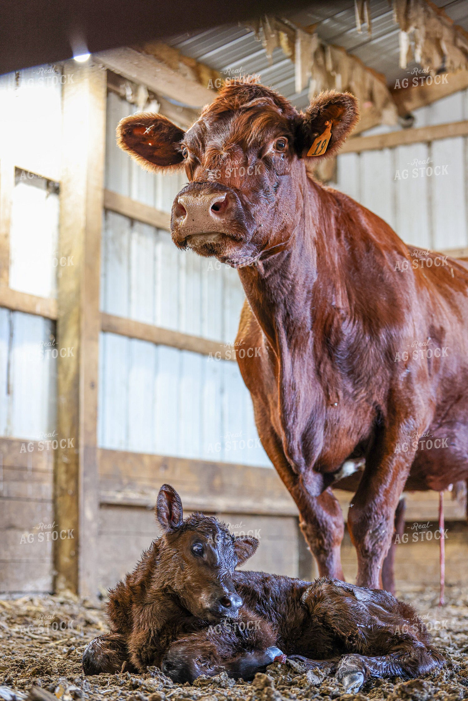 Angus Cow Calf Pair 160402