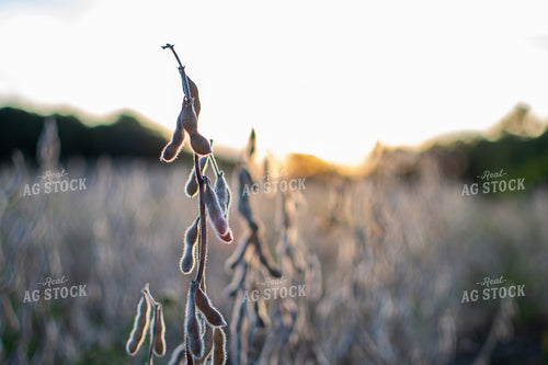 Soybeans 50384