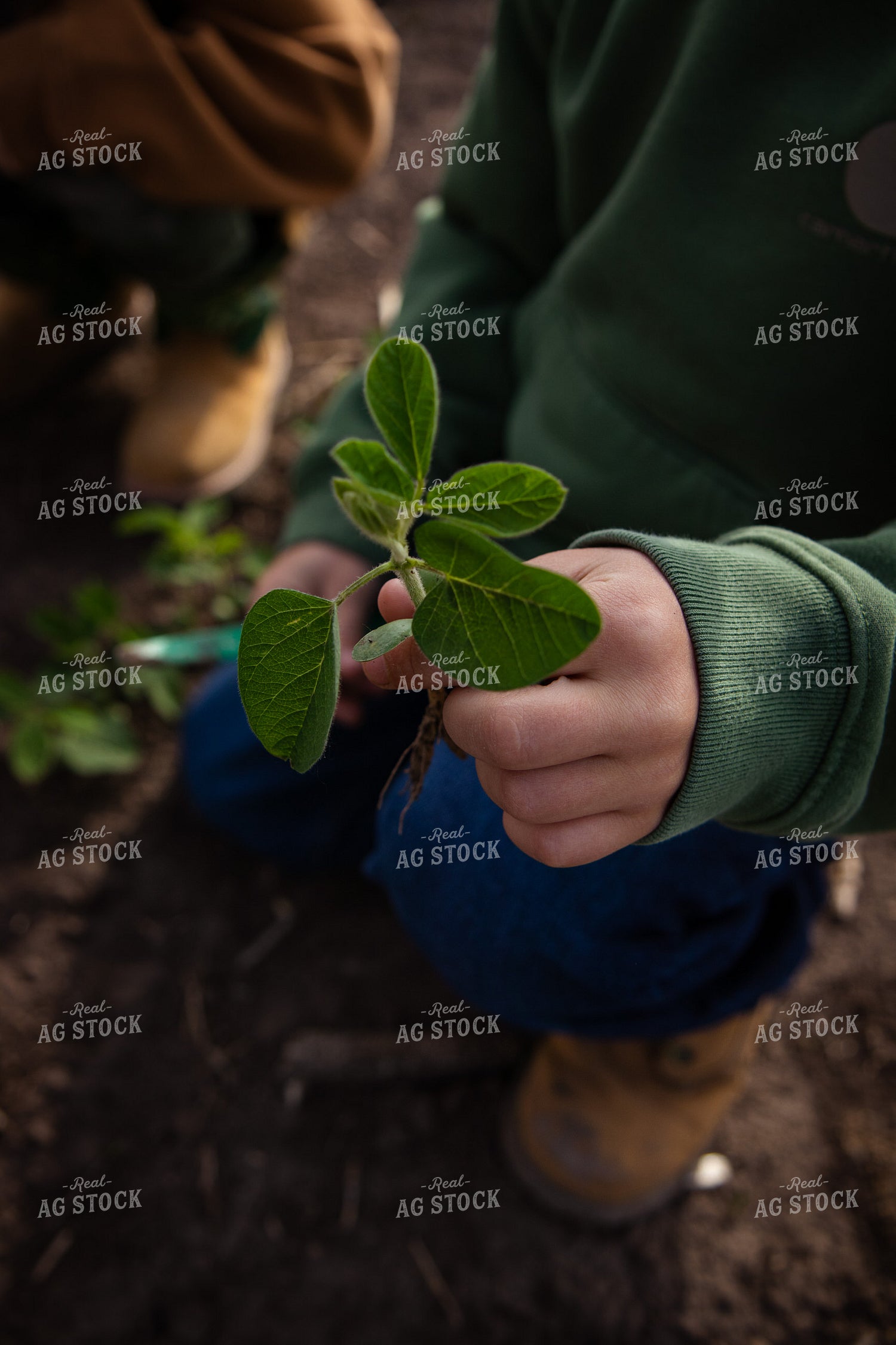 Checking Early Growth Soybeans 268284