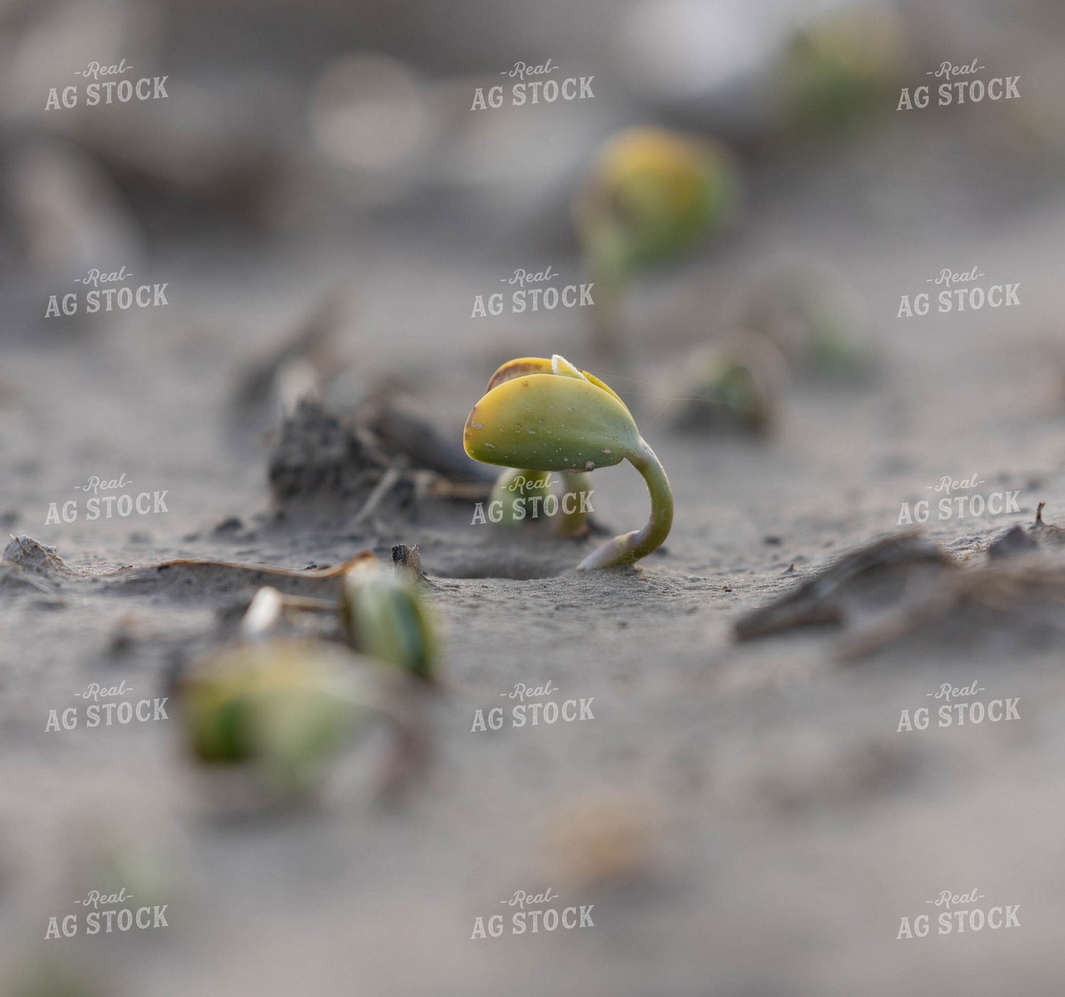 Early Growth Soybeans 79571