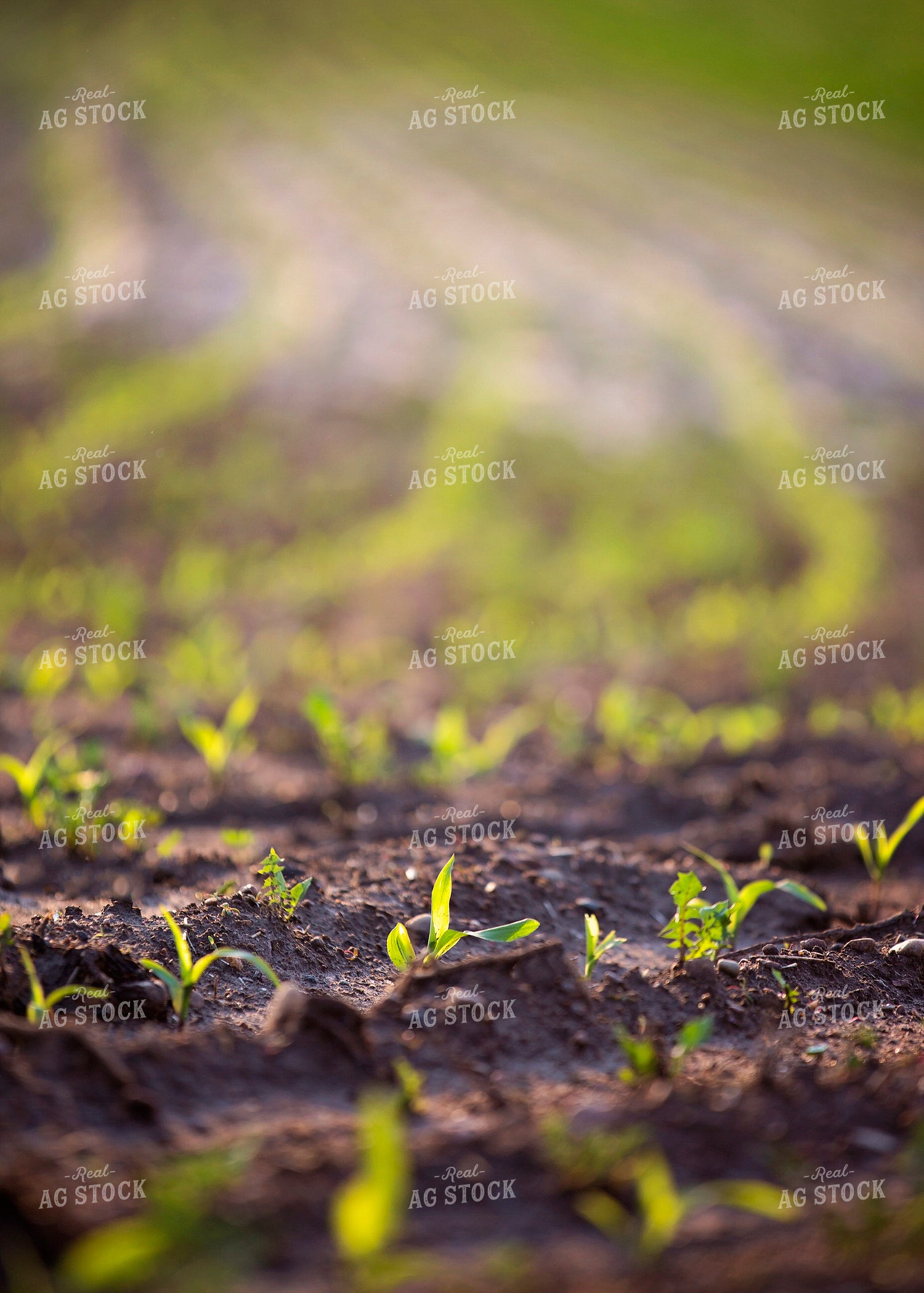 Early Growth Corn 55303