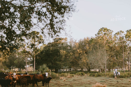Florida Ranch 7287