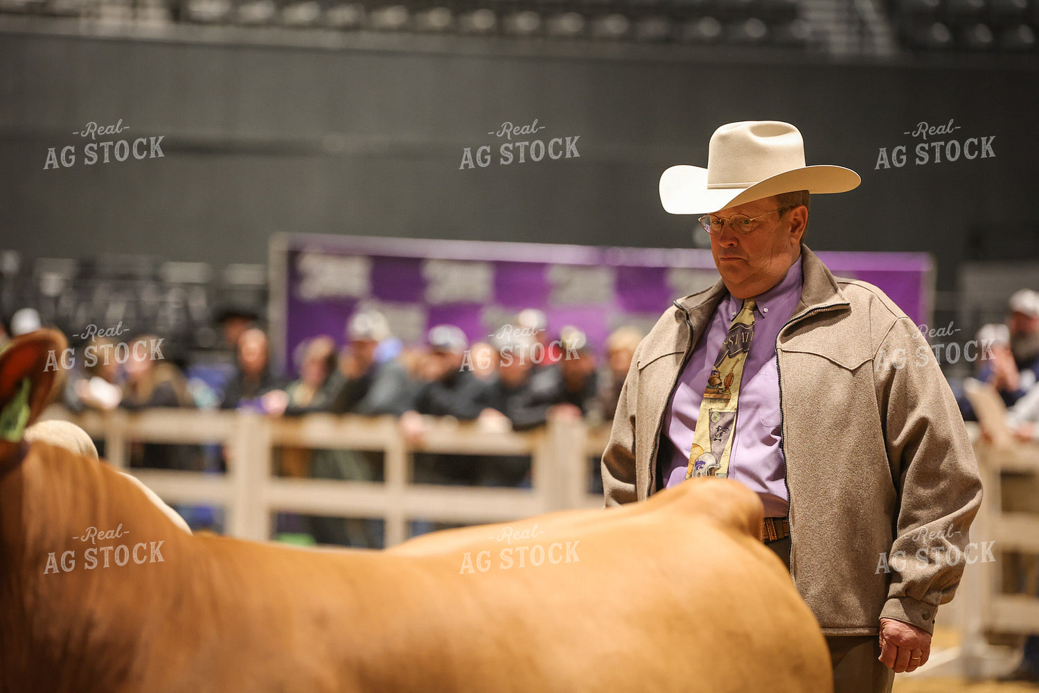 Judging Cattle Show 52355