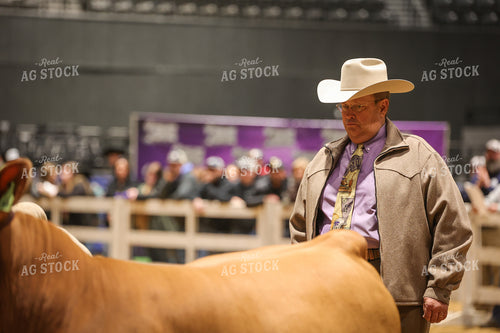Judging Cattle Show 52355