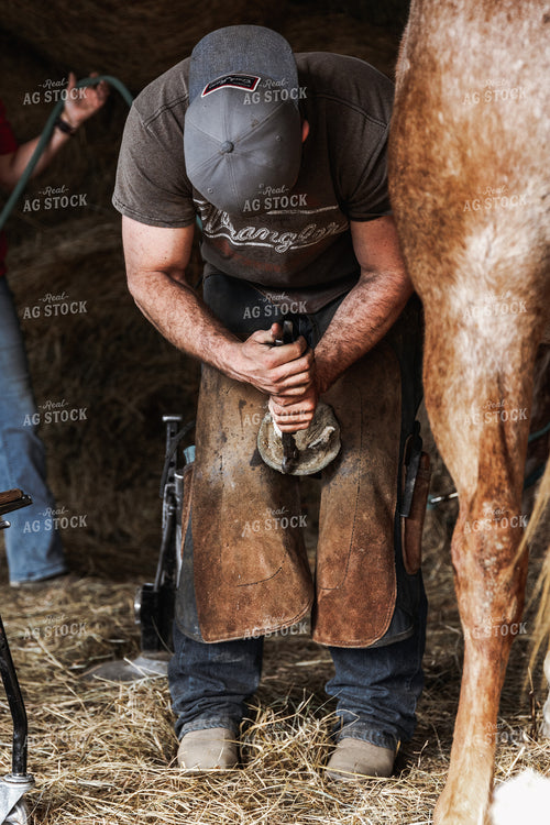 Farrier Shoeing Horses 52415