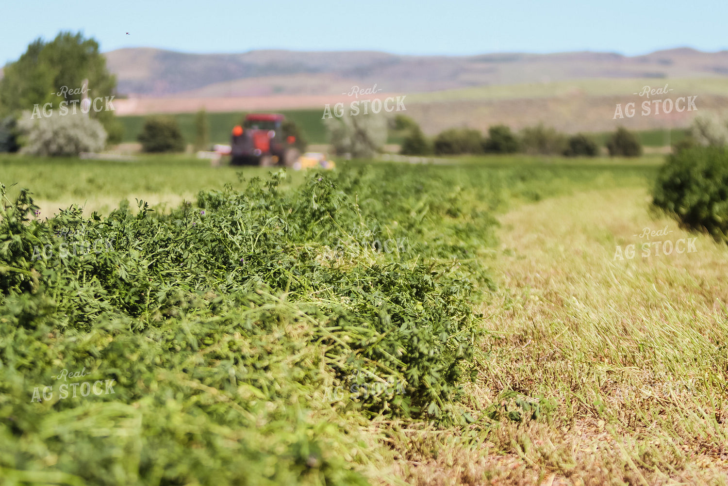 Windrowed Hay 83005