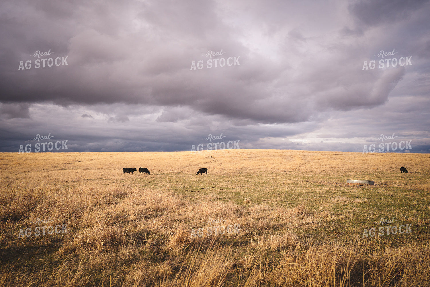 Wide Shot of Angus Cattle in Pasture 196149