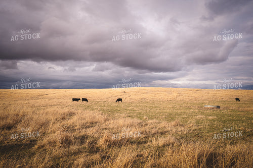 Wide Shot of Angus Cattle in Pasture 196149