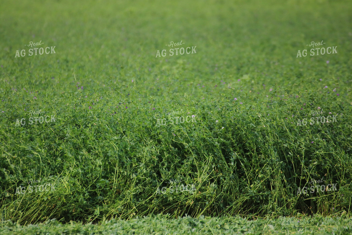Cut Alfalfa Hay 82283