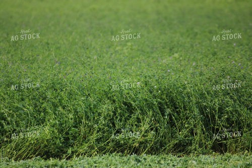 Cut Alfalfa Hay 82283