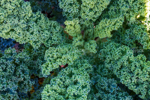 Kale 50206