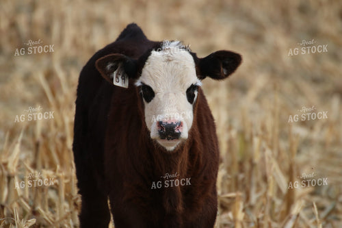 Calf in Field 82098