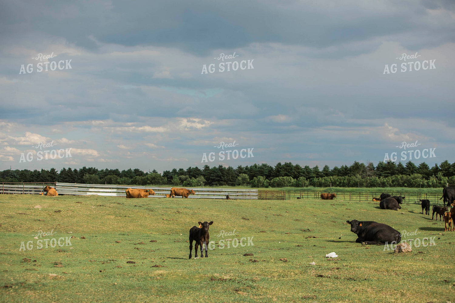 Feedyard 2988
