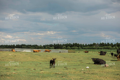 Feedyard 2988