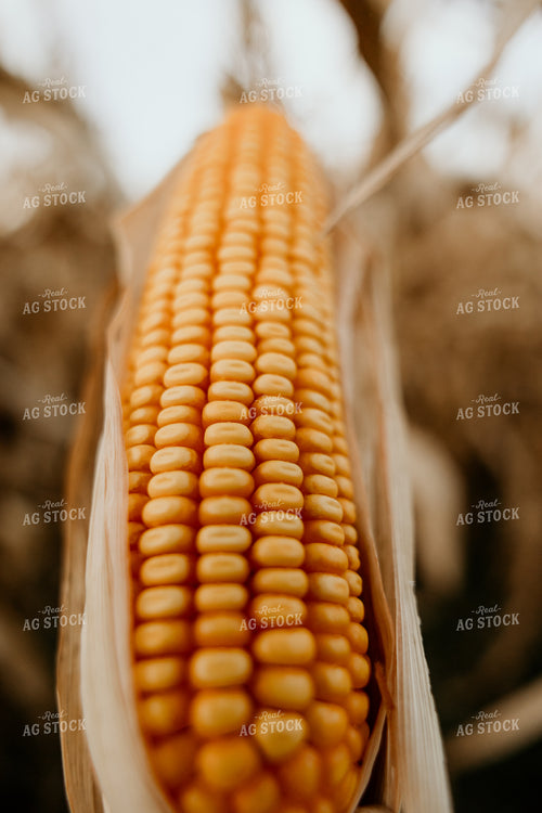 Ear of Dried Corn 52566