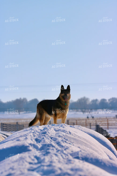 Farm Dog in Snow 299191
