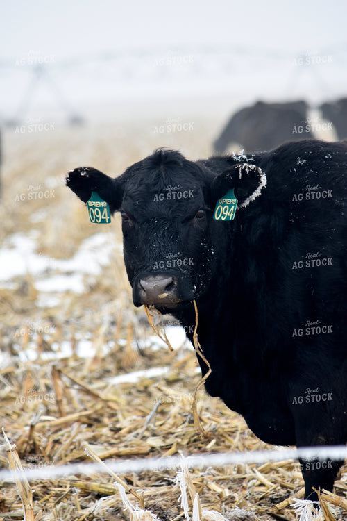 Cattle Grazing on Frozen Cornstalks 156085