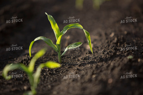 Corn - Early Growth 1052