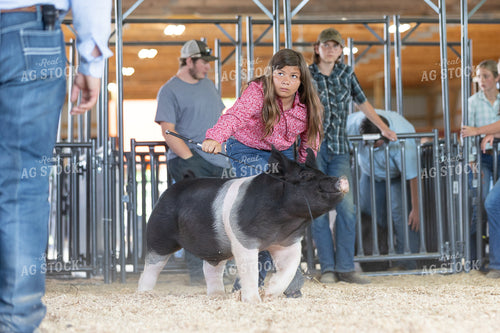 Showing Pigs 52699