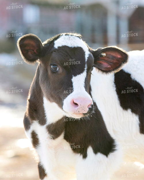 Dairy Calf 55089