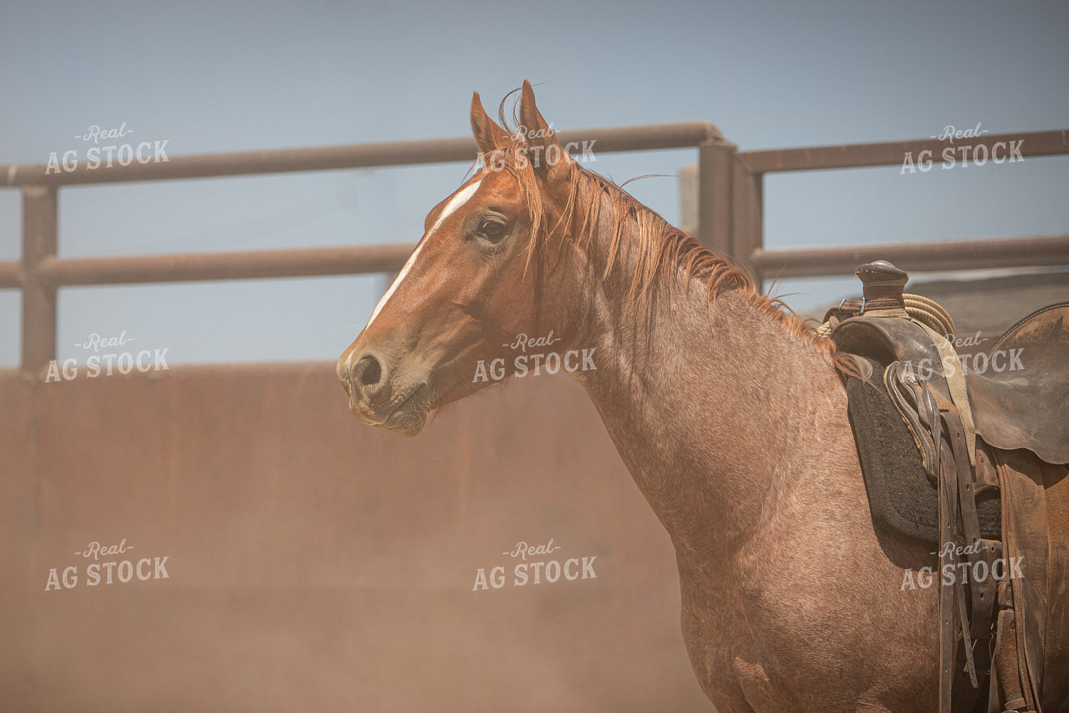 Training Colts 78245
