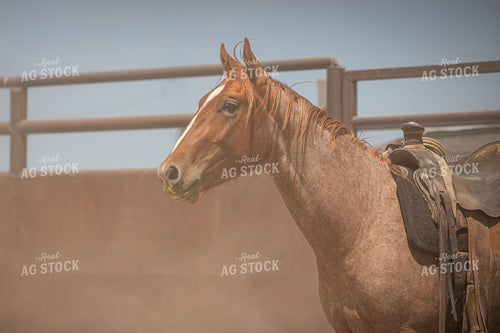 Training Colts 78245