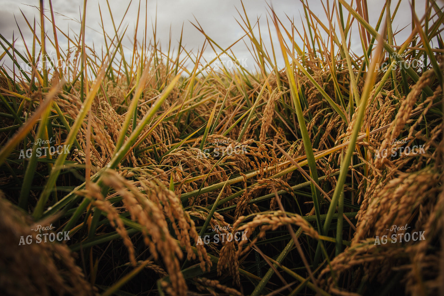 Rice 180006