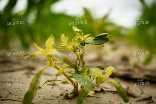 Weed After Spraying 191134