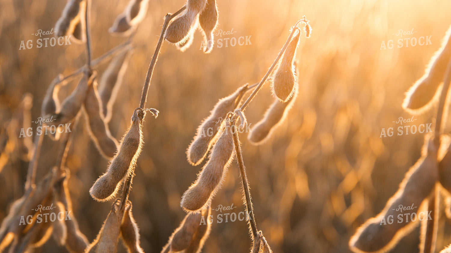 Soybeans 26060