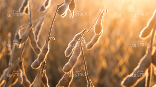 Soybeans 26060